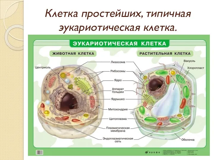 Клетка простейших, типичная эукариотическая клетка.