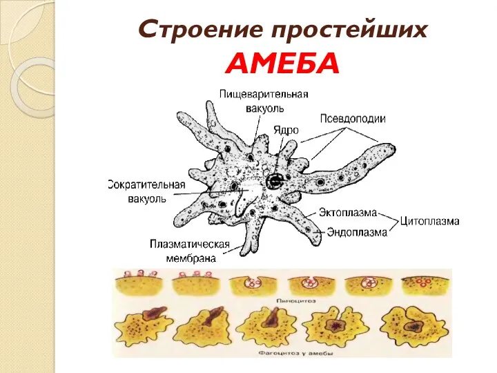 Строение простейших АМЕБА