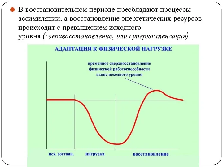 В восстановительном периоде преобладают процессы ассимиляции, а восстановление энергетических ресурсов происходит с превышением