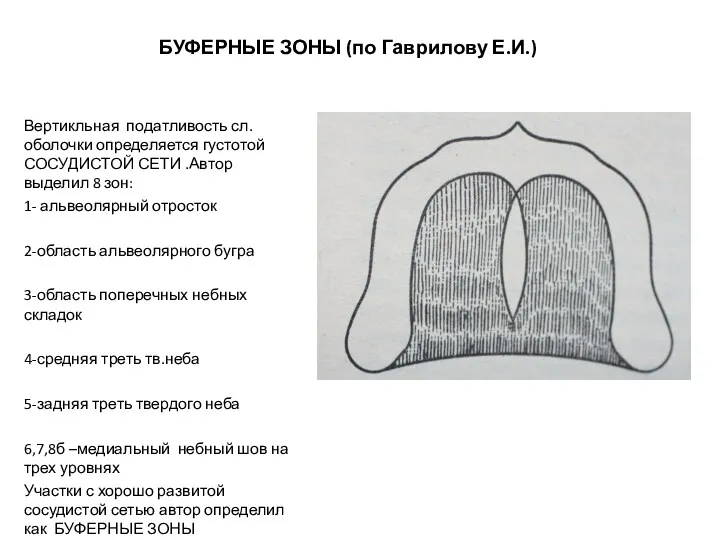 БУФЕРНЫЕ ЗОНЫ (по Гаврилову Е.И.) Вертикльная податливость сл.оболочки определяется густотой СОСУДИСТОЙ СЕТИ .Автор