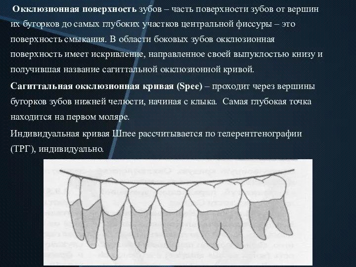 Окклюзионная поверхность зубов – часть поверхности зубов от вершин их