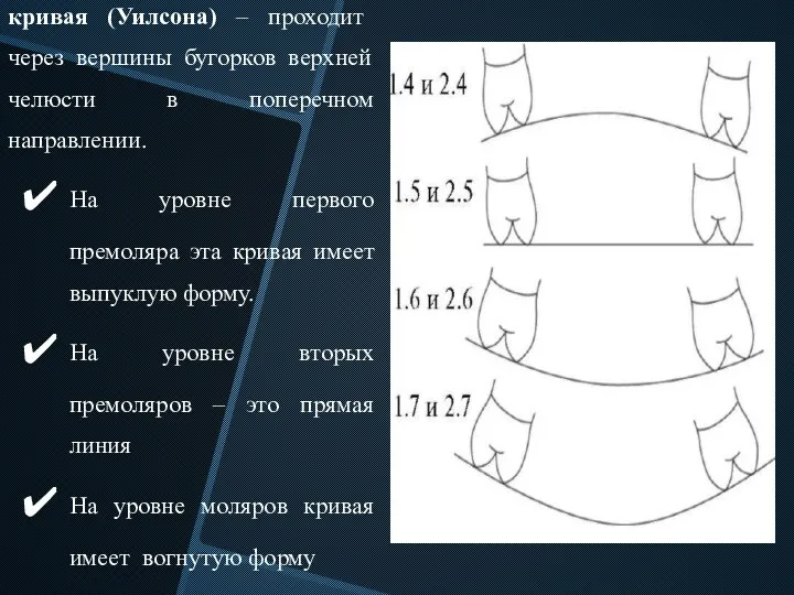 Трансверзальная окклюзионная кривая (Уилсона) – проходит через вершины бугорков верхней