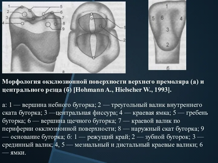 Морфология окклюзионной поверхности верхнего премоляра (а) и центрального резца (б)