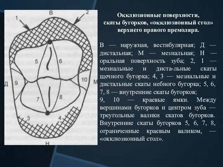 Окклюзионные поверхности, скаты бугорков, «окклюзионный стол» верхнего правого премоляра. В