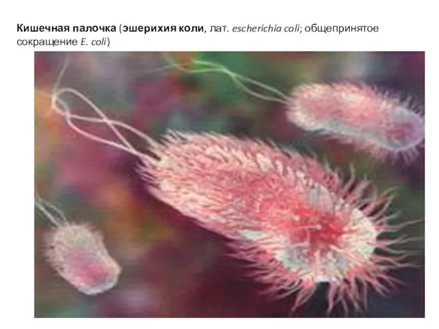 Кишечная палочка (эшерихия коли, лат. escherichia coli; общепринятое сокращение E. coli)