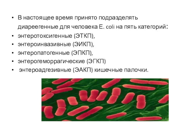 В настоящее время принято подразделять диареегенные для человека Е. coli