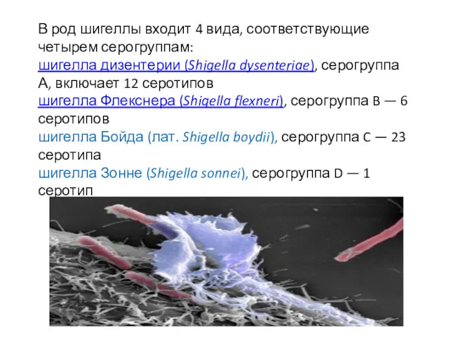 В род шигеллы входит 4 вида, соответствующие четырем серогруппам: шигелла