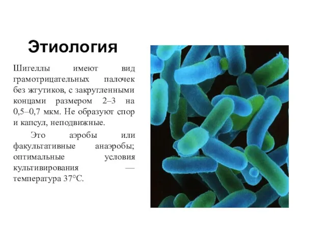 Этиология Шигеллы имеют вид грамотрицательных палочек без жгутиков, с закругленными