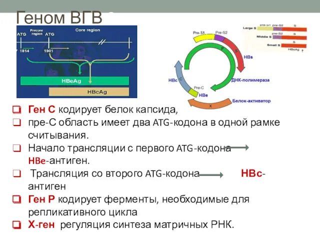 Геном ВГВ 3 Ген С кодирует белок капсида, пре-С область