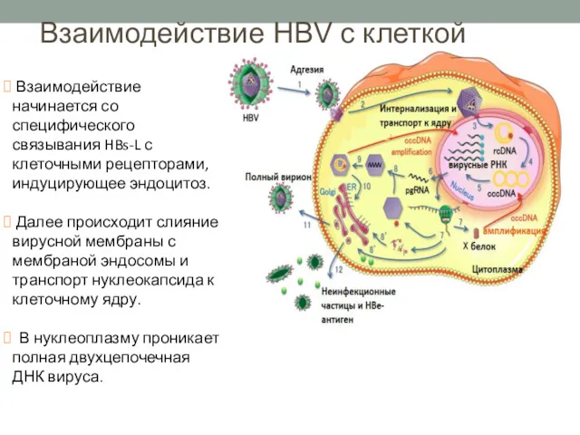 Взаимодействие HBV с клеткой Взаимодействие начинается со специфического связывания HBs-L