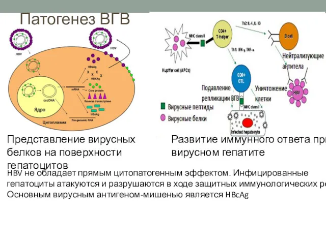Патогенез ВГВ Представление вирусных белков на поверхности гепатоцитов Развитие иммунного