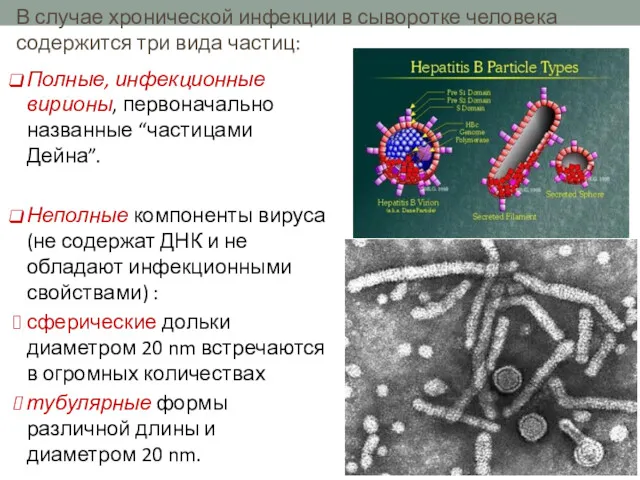 Типы вирусных частиц Полные, инфекционные вирионы, первоначально названные “частицами Дейна”.