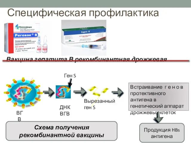 Специфическая профилактика Вакцина гепатита В рекомбинантная дрожжевая ВГВ ДНК ВГВ