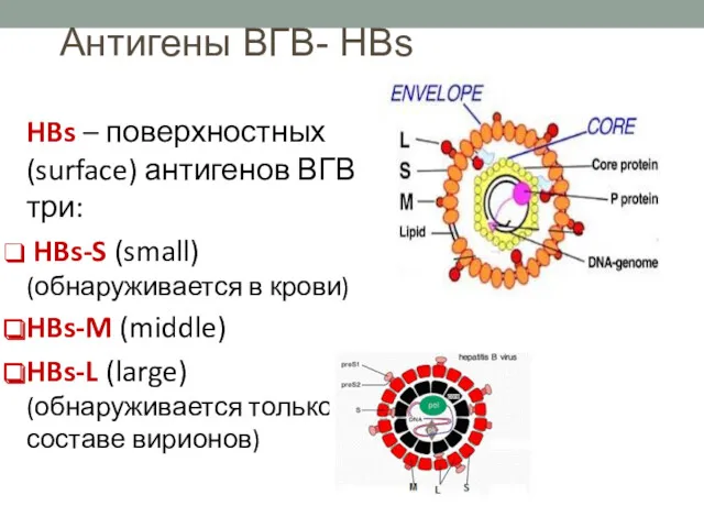 Антигены ВГВ- HBs HBs – поверхностных (surface) антигенов ВГВ три: