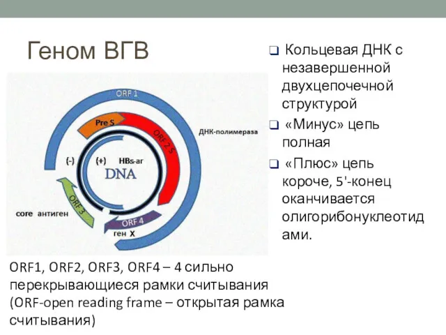 Геном ВГВ 1 Кольцевая ДНК с незавершенной двухцепочечной структурой «Минус»