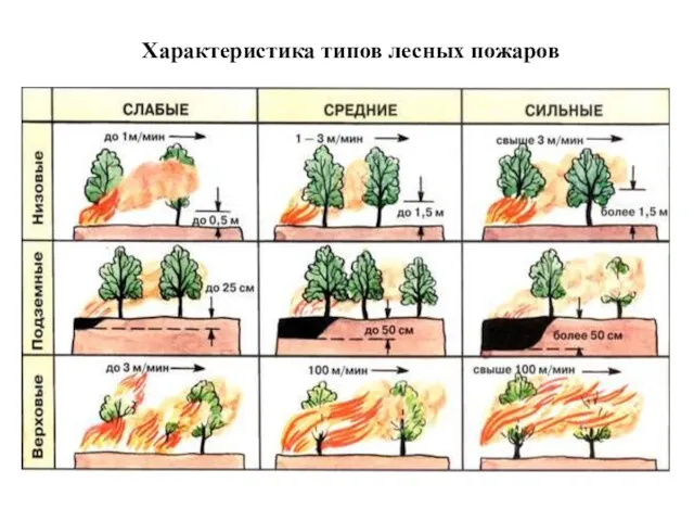 Характеристика типов лесных пожаров