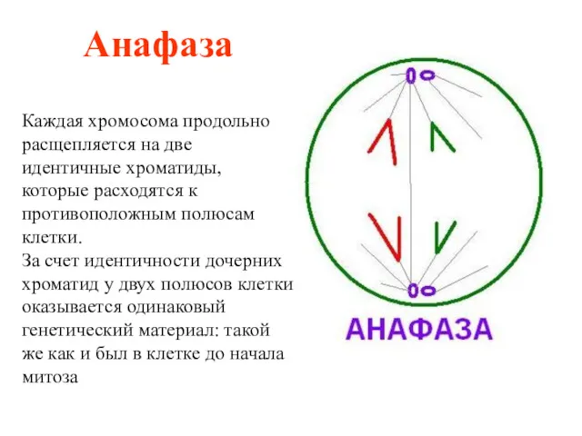 Анафаза Каждая хромосома продольно расщепляется на две идентичные хроматиды, которые
