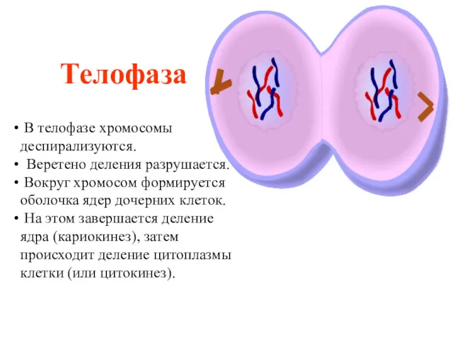 Телофаза В телофазе хромосомы деспирализуются. Веретено деления разрушается. Вокруг хромосом