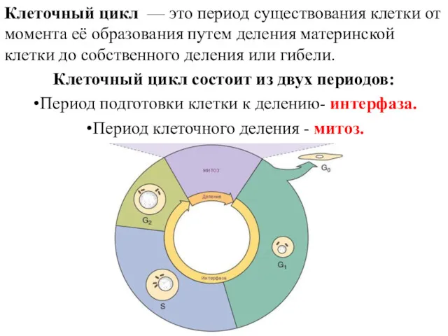 Клеточный цикл — это период существования клетки от момента её