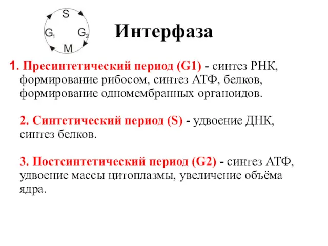 Интерфаза Пресинтетический период (G1) - синтез РНК, формирование рибосом, синтез