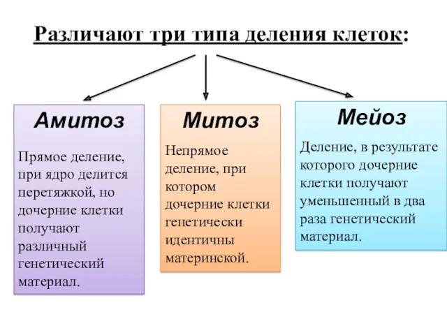 Различают три типа деления клеток: Амитоз Прямое деление, при ядро