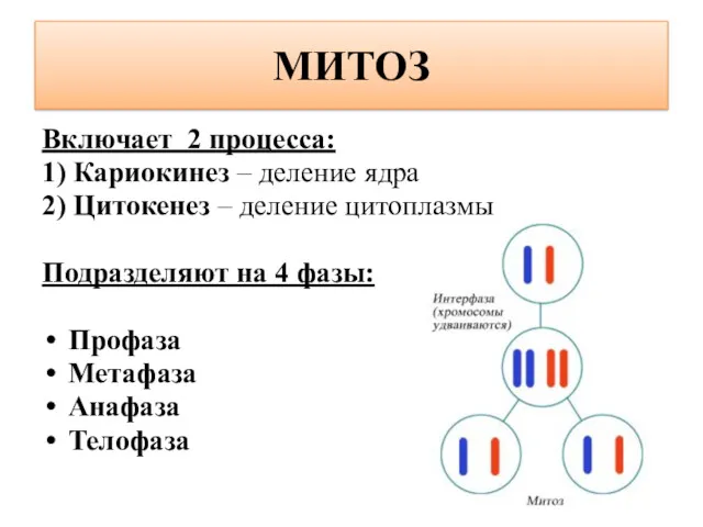 МИТОЗ Включает 2 процесса: 1) Кариокинез – деление ядра 2)