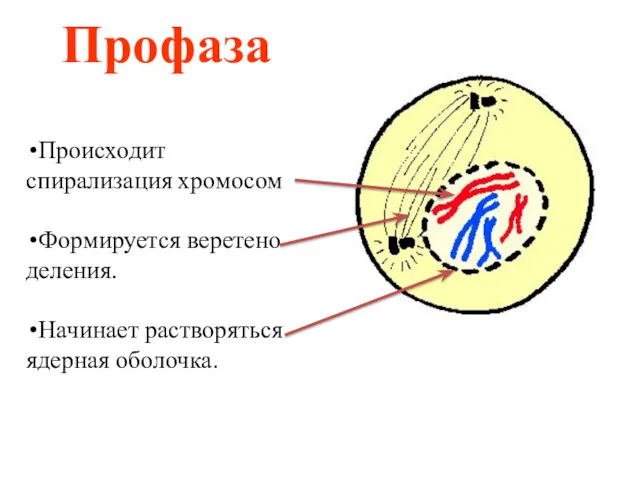 Профаза Происходит спирализация хромосом Формируется веретено деления. Начинает растворяться ядерная оболочка.