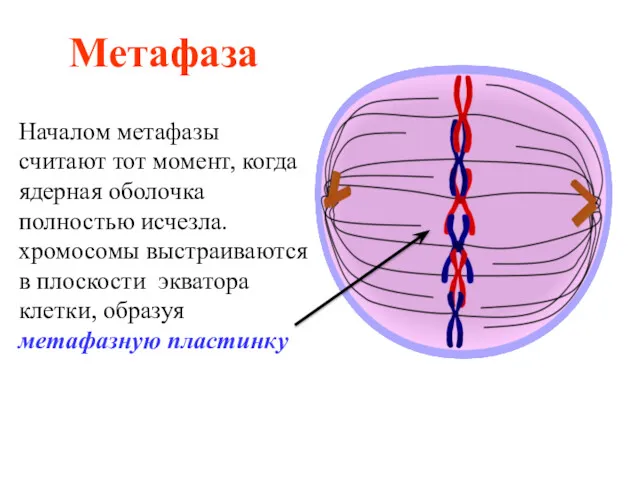 Метафаза Началом метафазы считают тот момент, когда ядерная оболочка полностью