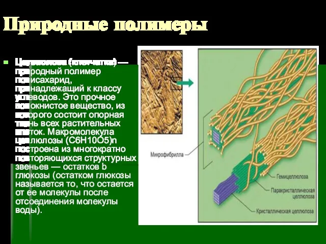 Природные полимеры Целлюлоза (клетчатка) — природный полимер полисахарид, принадлежащий к