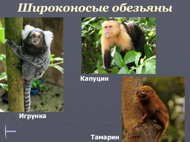 Широконосые обезьяны Капуцин Тамарин Игрунка