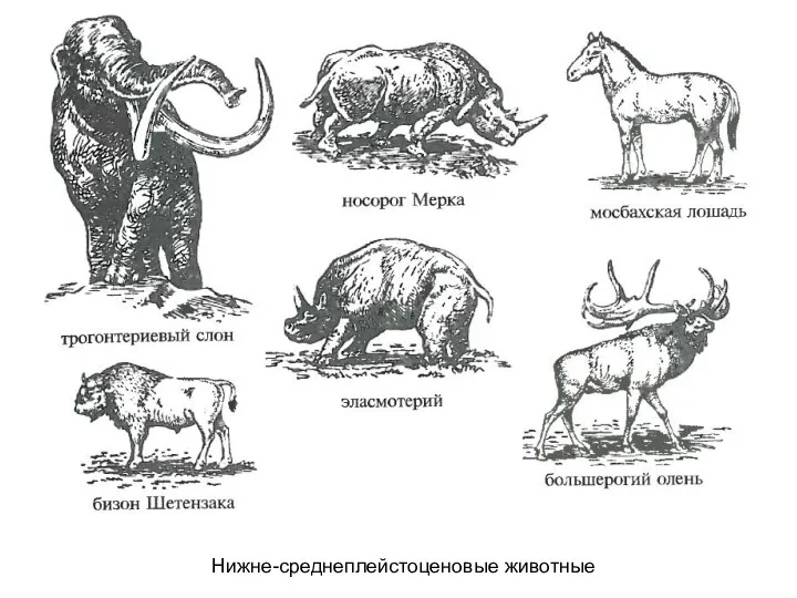 Нижне-среднеплейстоценовые животные