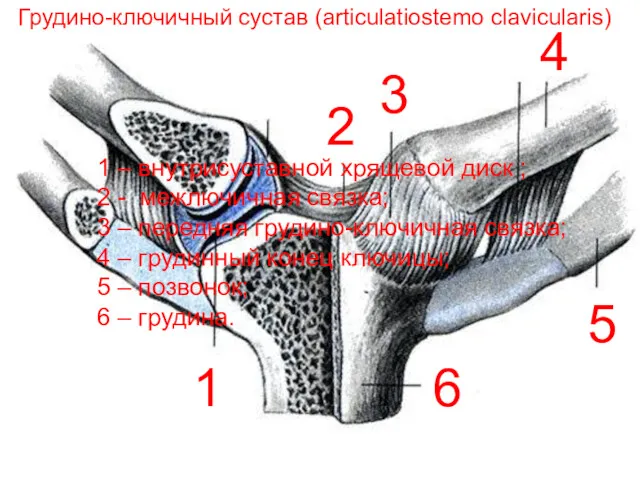 Грудино-ключичный сустав (articulatiostemo clavicularis) 1 2 3 4 5 6