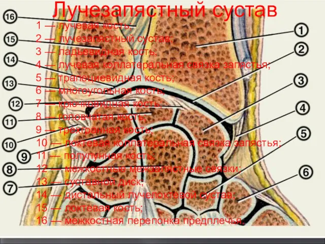 Лучезапястный сустав 1 — лучевая кость; 2 — лучезапястный сустав;