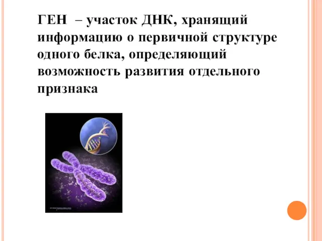 ГЕН – участок ДНК, хранящий информацию о первичной структуре одного белка, определяющий возможность развития отдельного признака