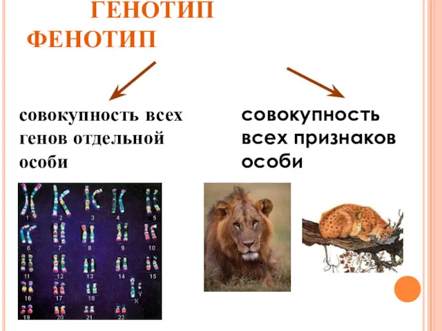 ГЕНОТИП ФЕНОТИП совокупность всех генов отдельной особи совокупность всех признаков особи