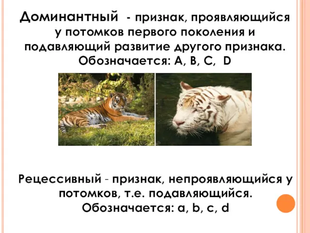 Доминантный - признак, проявляющийся у потомков первого поколения и подавляющий