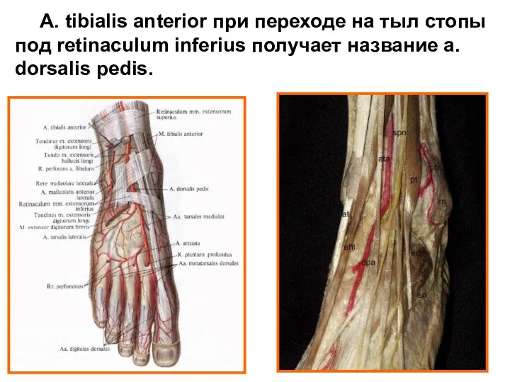 A. tibialis anterior при переходе на тыл стопы под retinaculum inferius получает название a. dorsalis pedis.