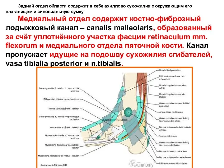 Задний отдел области содержит в себе ахиллово сухожилие с окружающим