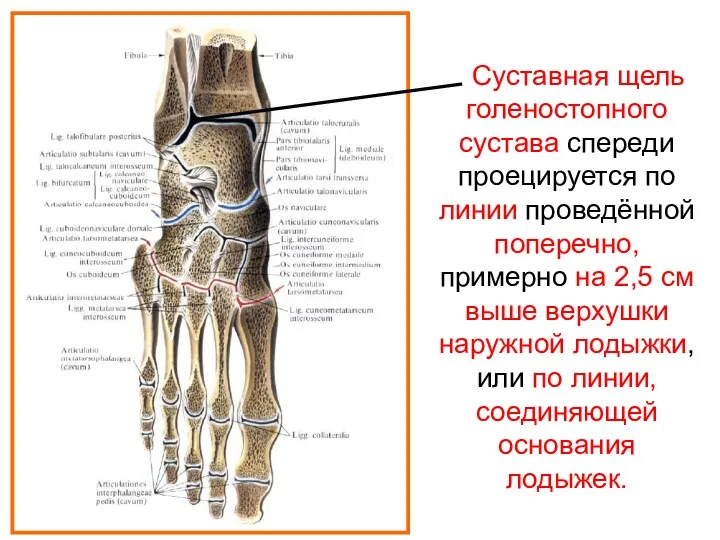 Суставная щель голеностопного сустава спереди проецируется по линии проведённой поперечно,