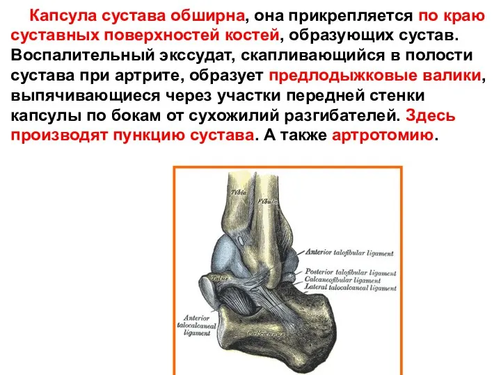 Капсула сустава обширна, она прикрепляется по краю суставных поверхностей костей,