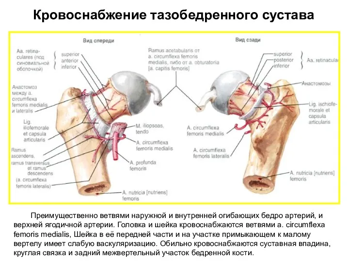 Кровоснабжение тазобедренного сустава Преимущественно ветвями наружной и внутренней огибающих бедро