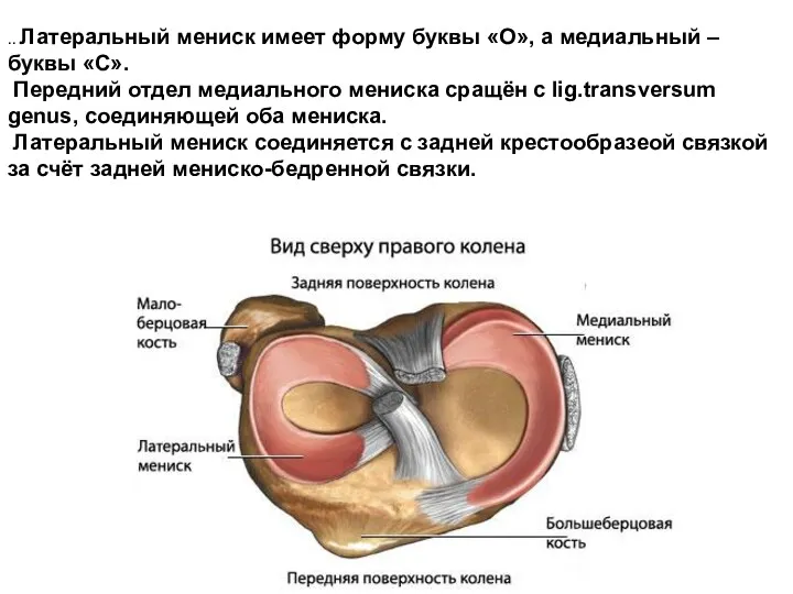 .. Латеральный мениск имеет форму буквы «О», а медиальный –