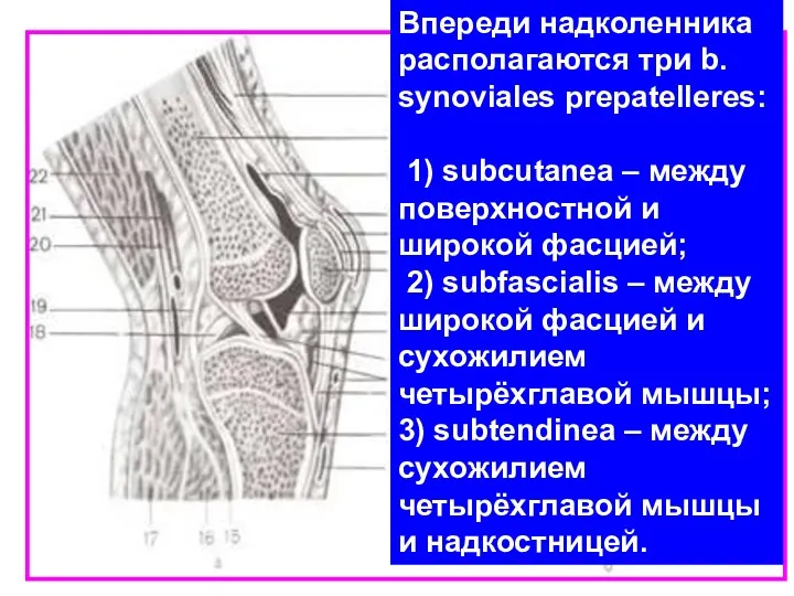 Впереди надколенника располагаются три b. synoviales prepatelleres: 1) subcutanea –