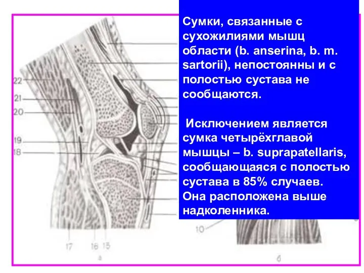 Сумки, связанные с сухожилиями мышц области (b. anserina, b. m.