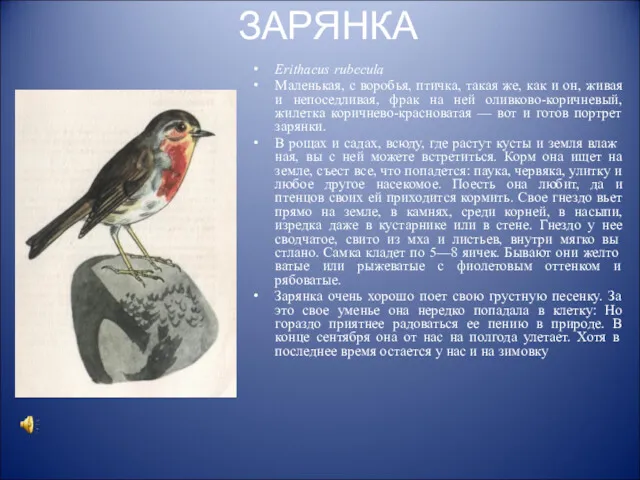 ЗАРЯНКА Erithacus rubecula Маленькая, с воробья, птичка, такая же, как