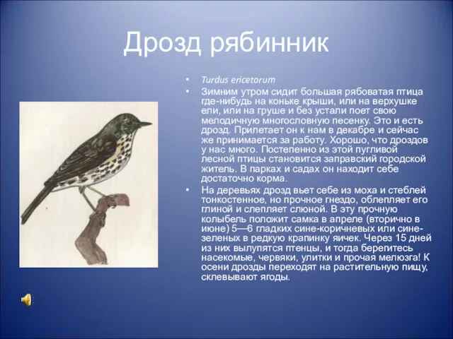 Дрозд рябинник Turdus ericetorum Зимним утром сидит большая рябоватая птица