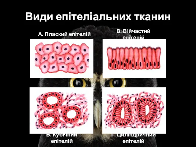 Види епітеліальних тканин А. Плаский епітелій Б. Кубічний епітелій В. Війчастий епітелій Г. Циліндричний епітелій