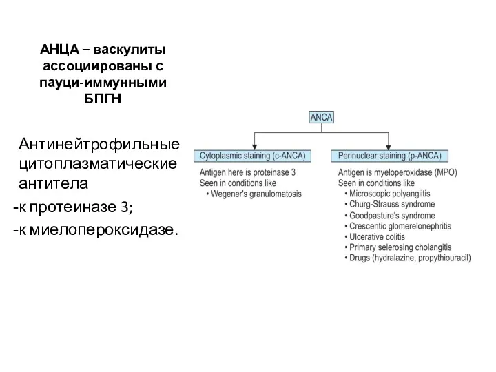 АНЦА – васкулиты ассоциированы с пауци-иммунными БПГН Антинейтрофильные цитоплазматические антитела к протеиназе 3; к миелопероксидазе.