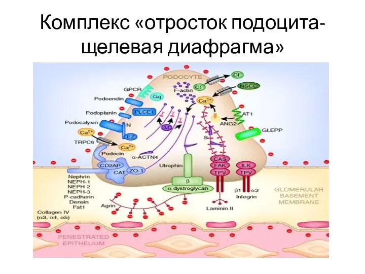 Комплекс «отросток подоцита-щелевая диафрагма»