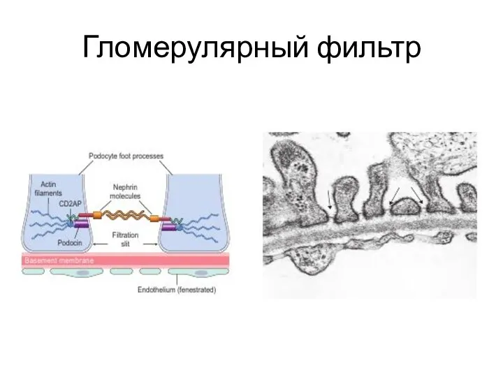 Гломерулярный фильтр